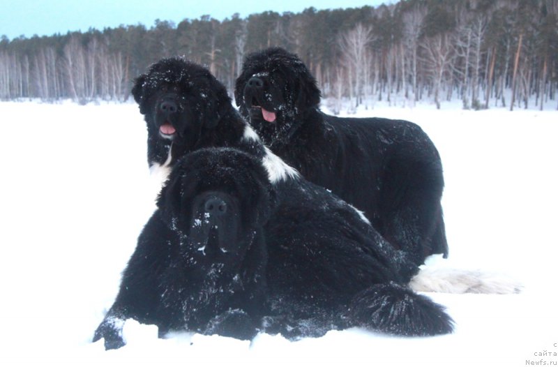 Фото: ньюфаундленд Аквиан Сонг Ларс Бергер (Akvian Song Lars Berger), ньюфаундленд Аквиан Сонг Кисс Фром Роуз (Akvian Song Kiss from Rouz), ньюфаундленд Аквиан Сонг Лаватера (Akvian Song Lavatera)