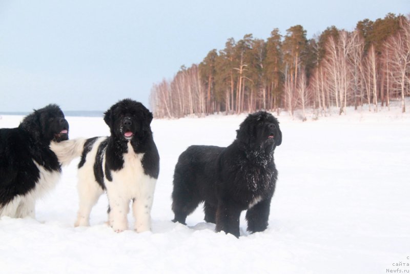 Фото: ньюфаундленд Аквиан Сонг Лаватера (Akvian Song Lavatera), ньюфаундленд Аквиан Сонг Кисс Фром Роуз (Akvian Song Kiss from Rouz)