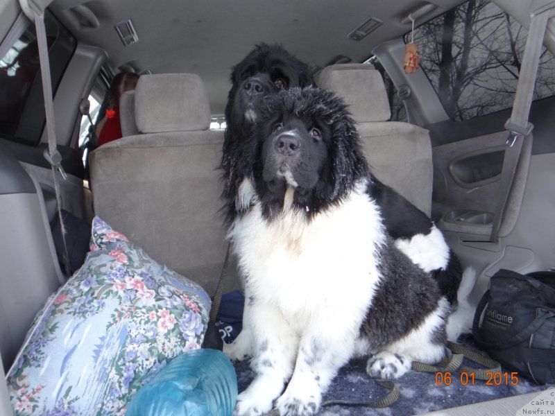 Фото: ньюфаундленд Беатрис Бьютифул от Сибирского Медведя