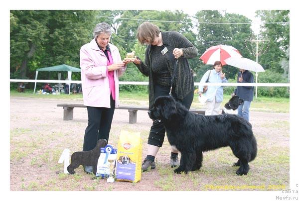 Фото: ньюфаундленд Смигар Шаловливый Медведь (Smigar Shalovlivy Medved)