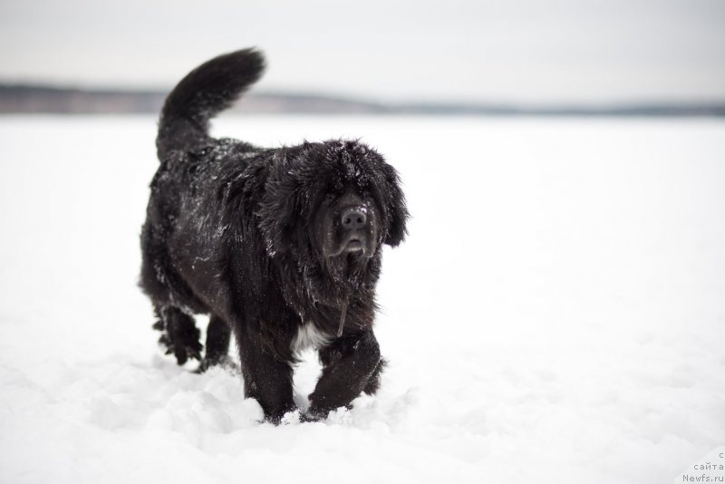 Фотография № 171842