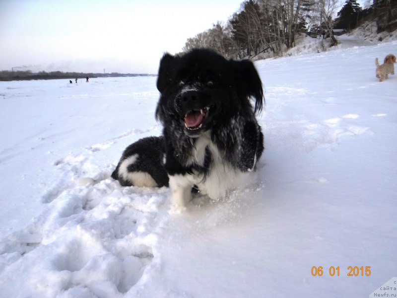 Фото: ньюфаундленд Фиаметтахауз Претти Дрим