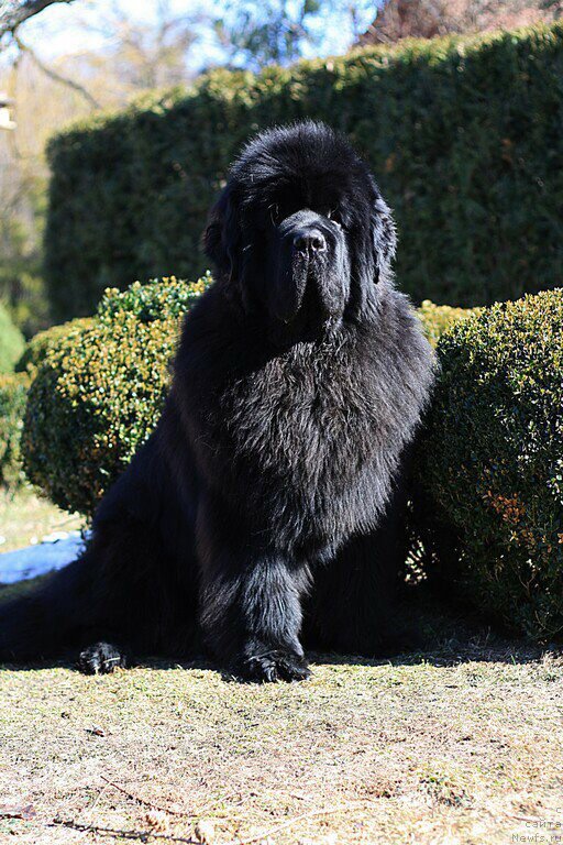 Фото: ньюфаундленд El Perro Askado