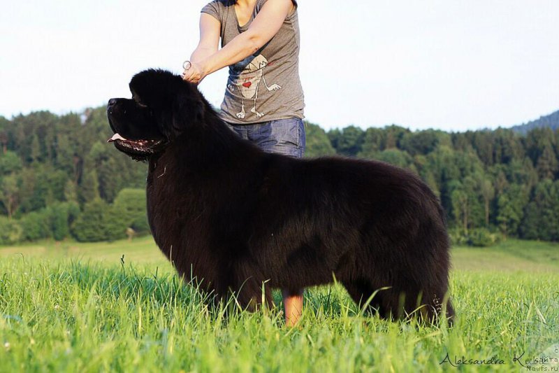 Фото: ньюфаундленд El Perro Askado