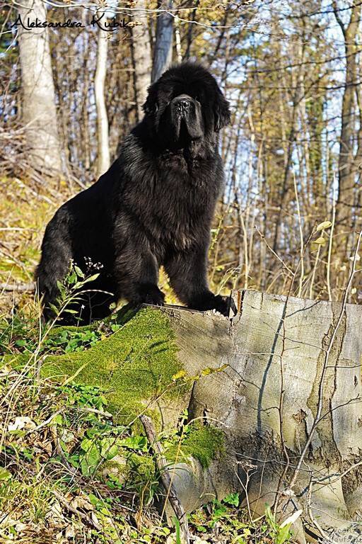 Фото: ньюфаундленд El Perro Askado