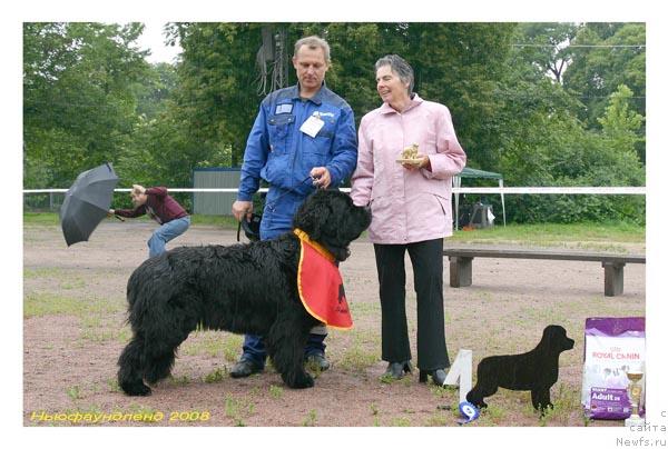 Фото: ньюфаундленд Плюшевая Панда Алекс Шоу (Plushevaya Panda Alex Show)