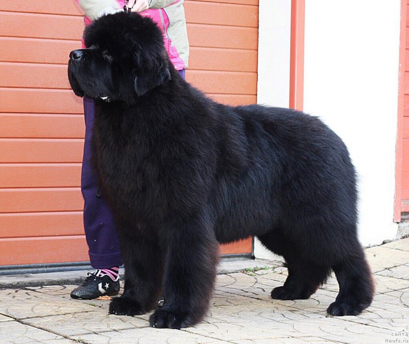 Фото: ньюфаундленд El Perro Askado