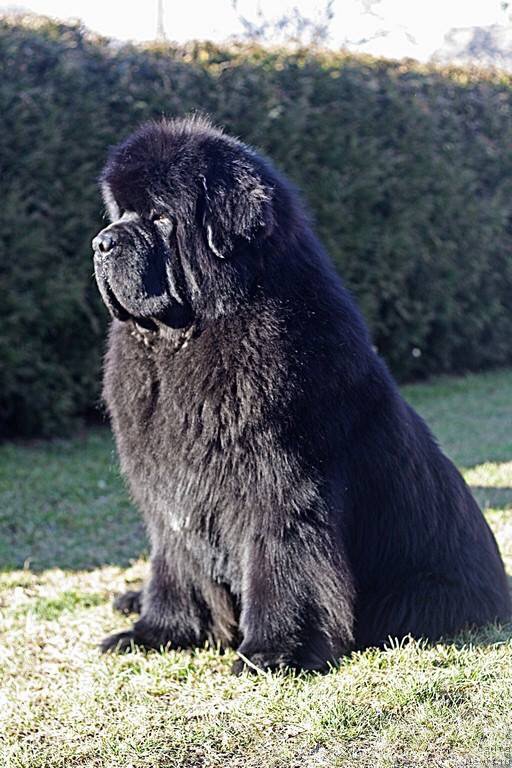 Фото: ньюфаундленд El Perro Askado