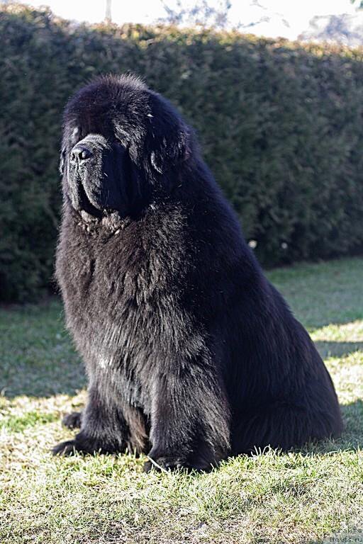 Фото: ньюфаундленд El Perro Askado