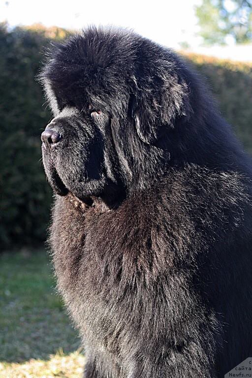 Фото: ньюфаундленд El Perro Askado