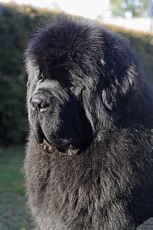 Фото: ньюфаундленд El Perro Askado