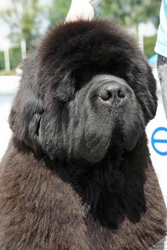 Фото: ньюфаундленд El Perro Askado