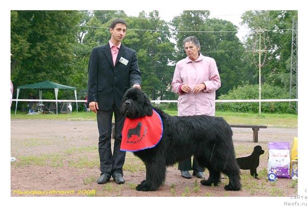 Фото: ньюфаундленд Смигар Иеремия Ивент Магик (Smigar Ieremiya Ivent Magik)