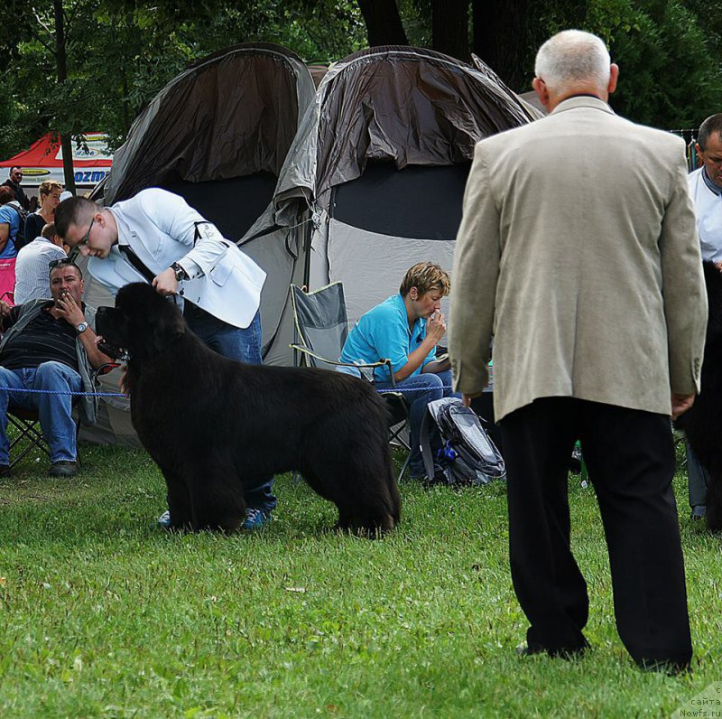 Фото: ньюфаундленд El Perro Askado