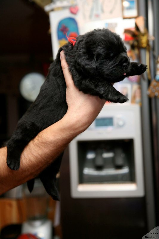 Фото: ньюфаундленд Love Inside Your Soul Moon Bear