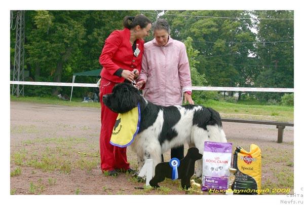 Фото: ньюфаундленд Супер Бизон Айсберг (Super Bizon Aisberg)