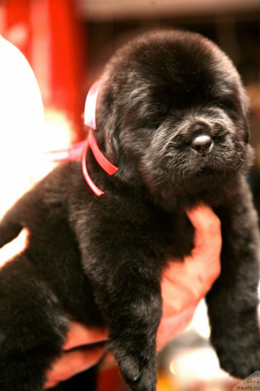 Фото: ньюфаундленд Love Inside Your Soul Moon Bear