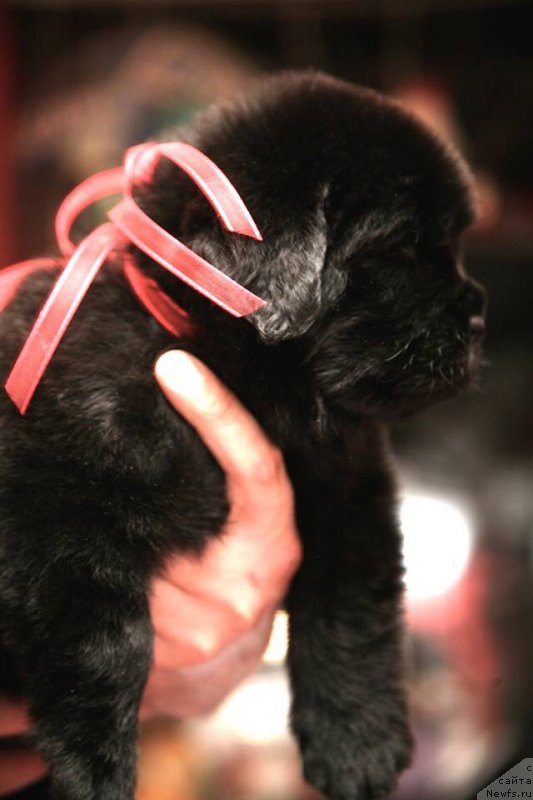 Фото: ньюфаундленд Love Inside Your Soul Moon Bear