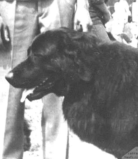 Фото: ньюфаундленд Урика