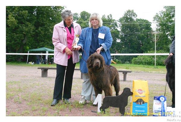 Фото: ньюфаундленд Фанньюф Госпожа Удача (Funnewf Gospozha Udacha)