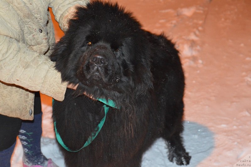 Фотография № 171937