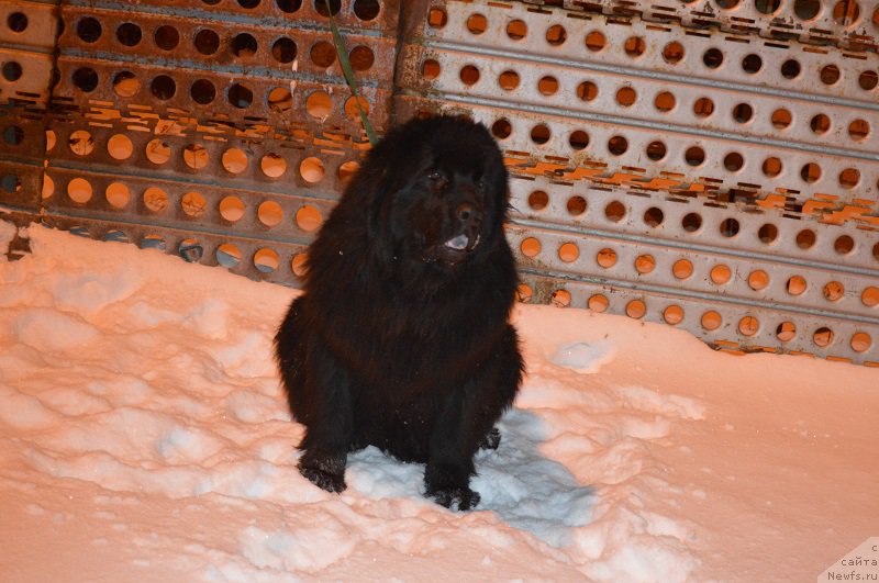 Фото: ньюфаундленд Леди Фортуна Константа