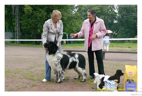 Фото: ньюфаундленд Плюшевая Панда Леди Гамильтон