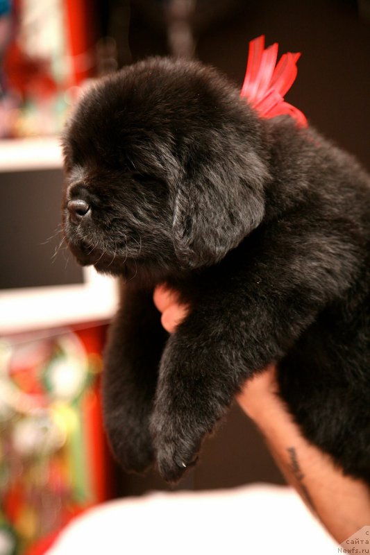 Фото: ньюфаундленд Love Inside Your Soul Moon Bear