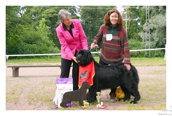 Фото: ньюфаундленд Утренняя Звезда Аврора