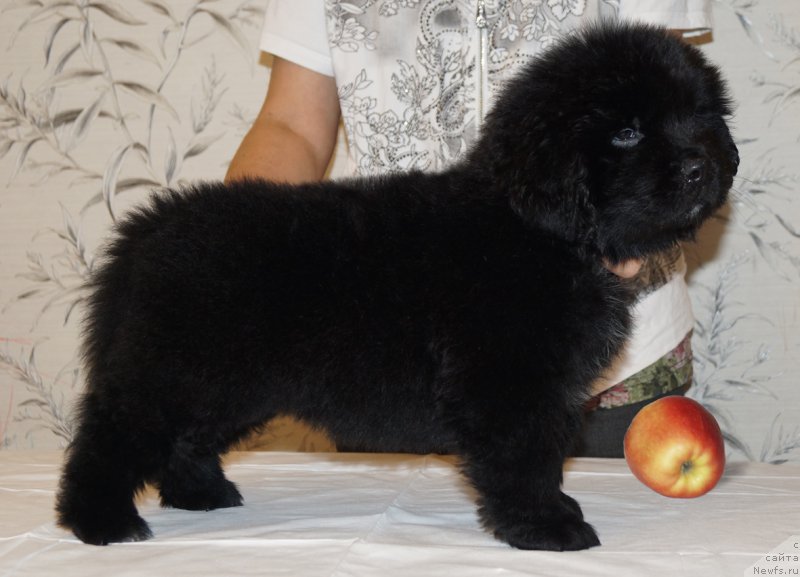 Фото: ньюфаундленд Хан Алтай из Племени Кедра