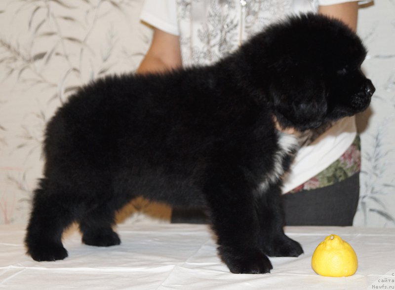 Фото: ньюфаундленд Хардинг из Племени Кедра