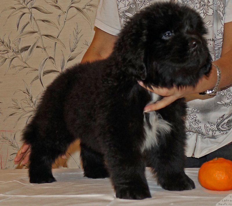 Фото: ньюфаундленд Хуффи из Племени Кедра