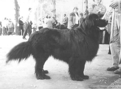 Фото: ньюфаундленд Арчибальд Черле