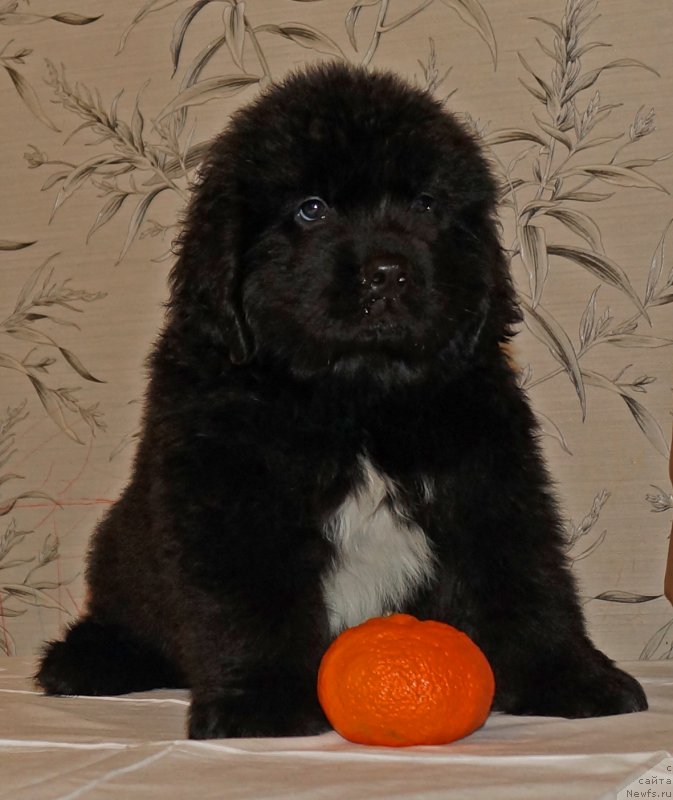 Фото: ньюфаундленд Хуффи из Племени Кедра