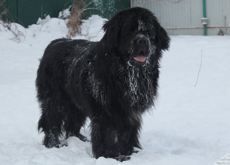 Фотография № 172018