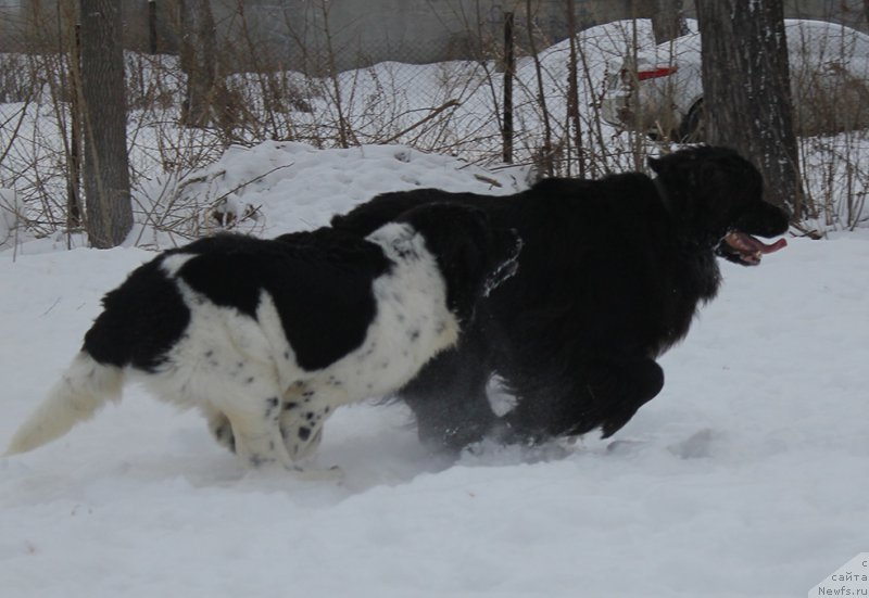 Фотография № 172025