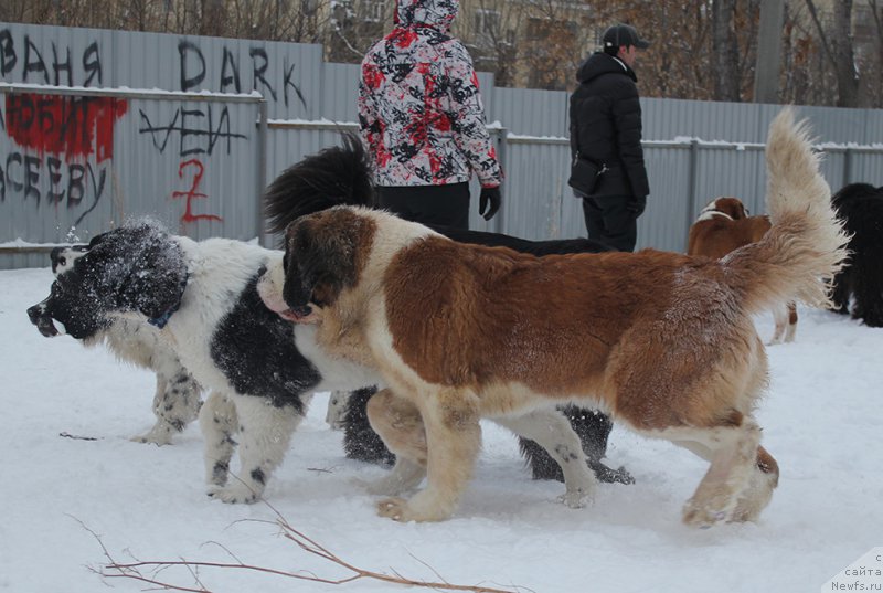 Фотография № 172029