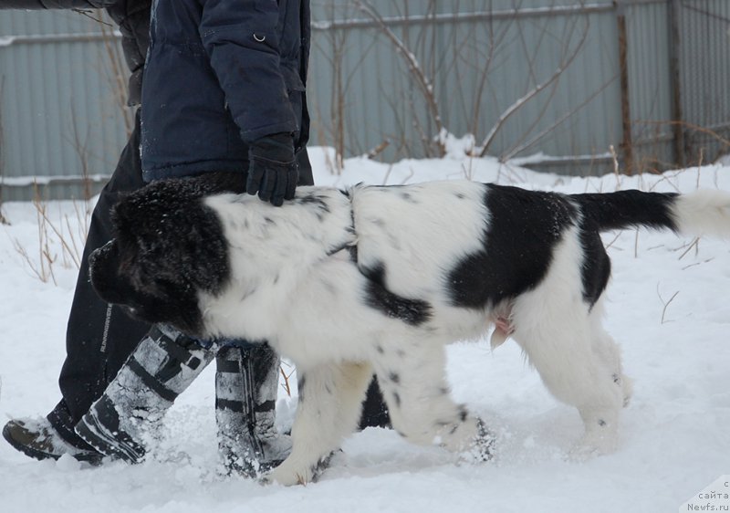 Фотография № 172039