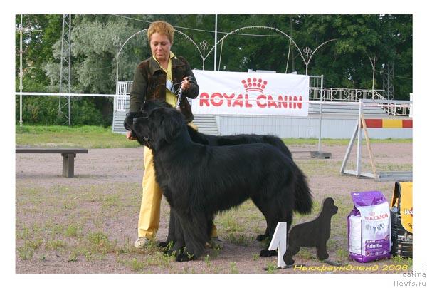 Фото: ньюфаундленд My Big Dream Eyecatcher, ньюфаундленд Кукла Барби из Антаграда (Kukla Barbi iz Antagrada)