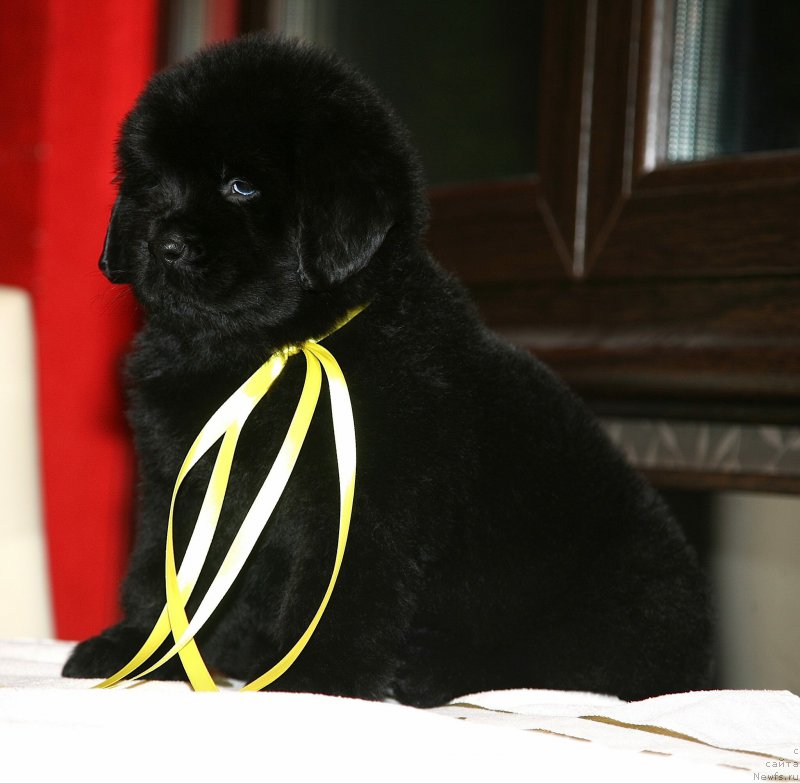 Фото: ньюфаундленд Legend Of Royal Moon Bear