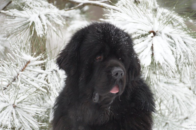 Фото: ньюфаундленд Чарующий Чезарио (Charuyuschiy Chezario)