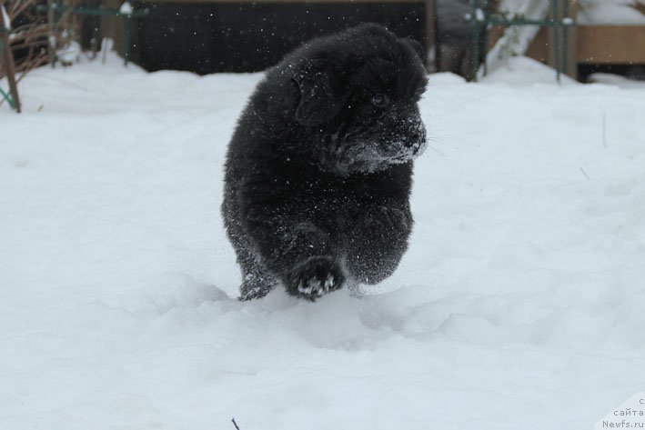 Фото: ньюфаундленд Вперед Зовущая с Берега Дона (Vpered Zovuschaya s Berega Dona)