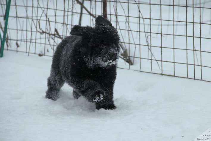 Фото: ньюфаундленд Вперед Зовущая с Берега Дона (Vpered Zovuschaya s Berega Dona)