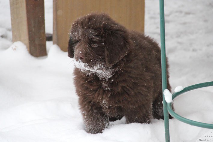Фото: ньюфаундленд Ваше Благородие с Берега Дона (Vashe Blagorodie s Berega Dona)
