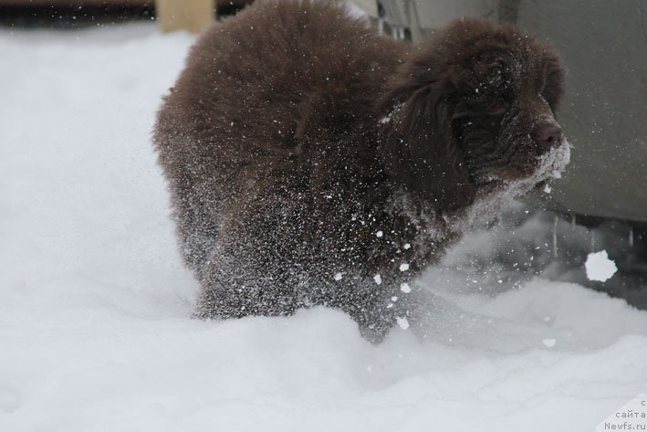 Фото: ньюфаундленд Ваше Благородие с Берега Дона (Vashe Blagorodie s Berega Dona)