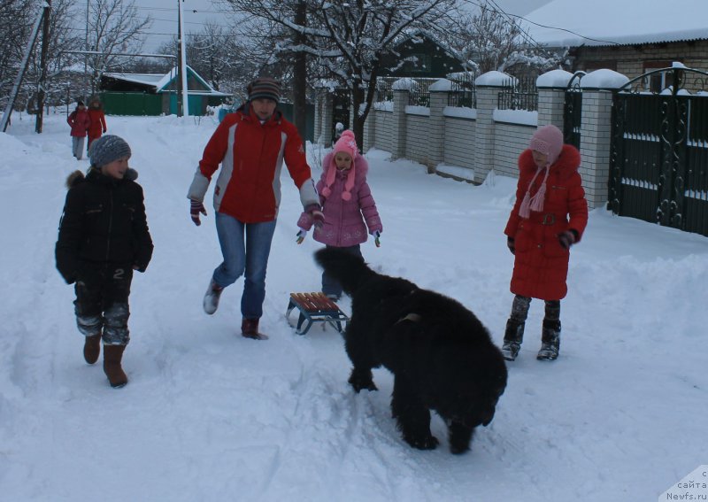 Фото: ньюфаундленд Чарующий Чезарио (Charuyuschiy Chezario)