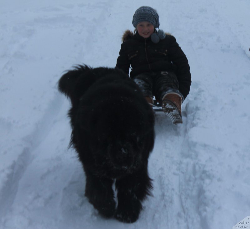 Фото: ньюфаундленд Чарующий Чезарио (Charuyuschiy Chezario)
