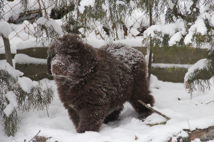 Фото: ньюфаундленд Ваше Благородие с Берега Дона (Vashe Blagorodie s Berega Dona)
