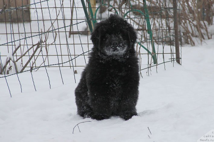 Фото: ньюфаундленд Вперед Зовущая с Берега Дона (Vpered Zovuschaya s Berega Dona)