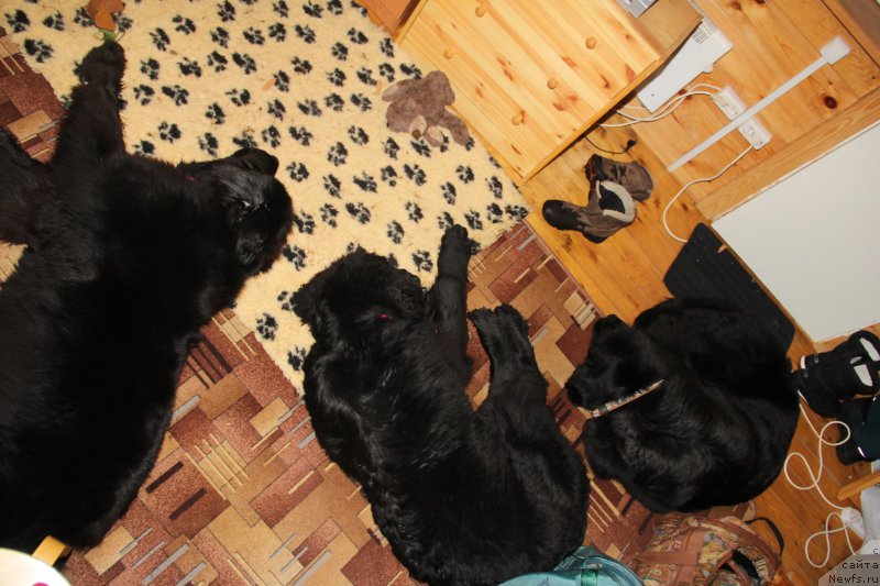 Фото: ньюфаундленд Бегущая по Волнам Ринг оф Фире (Beguschaya po Volnam Ring of Fire), ньюфаундленд Бегущая по Волнам Харизма (Beguschaya po Volnam Harizma)